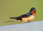 Barn Swallow