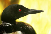 Common Loon