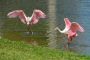 Roseate Spoonbill