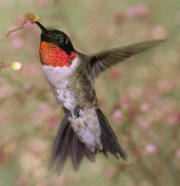 Ruby-throated Hummingbird