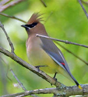 Cedar Waxwing