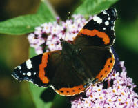 Red Admiral