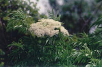 Florida Elder - Southern Elderberry (Sambucus canadensis/simpsonii)